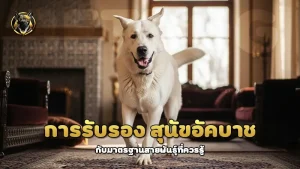 การรับรอง สุนัขอัคบาช