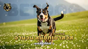 จำนวน สุนัขภูเขาสวิสขนาดใหญ่