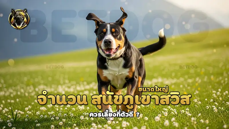 จำนวน สุนัขภูเขาสวิสขนาดใหญ่