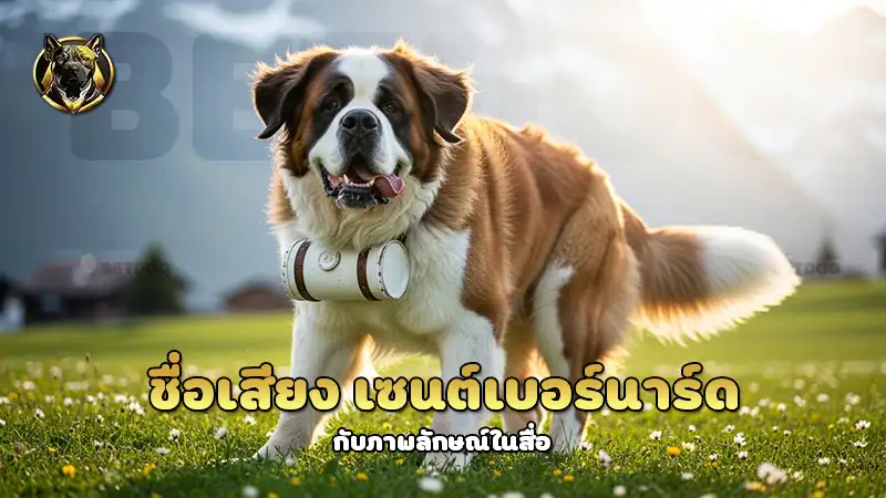 ชื่อเสียง เซนต์เบอร์นาร์ด