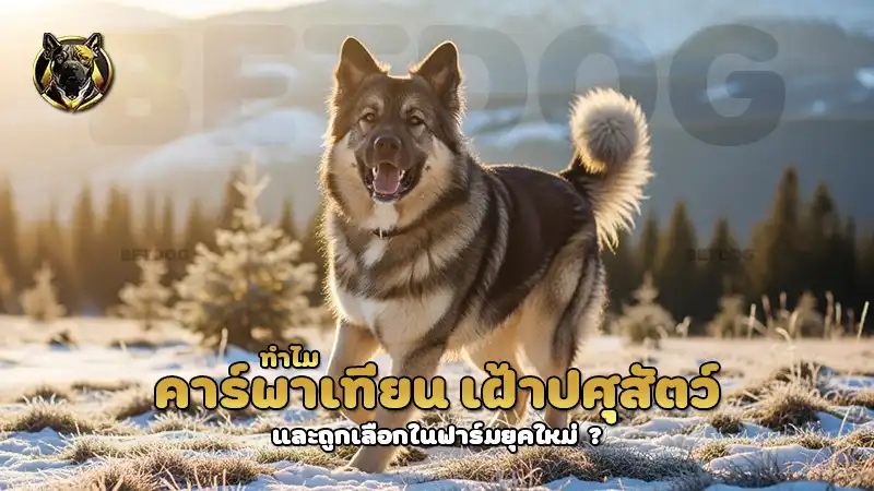 ทำไม คาร์พาเทียน เฝ้าปศุสัตว์