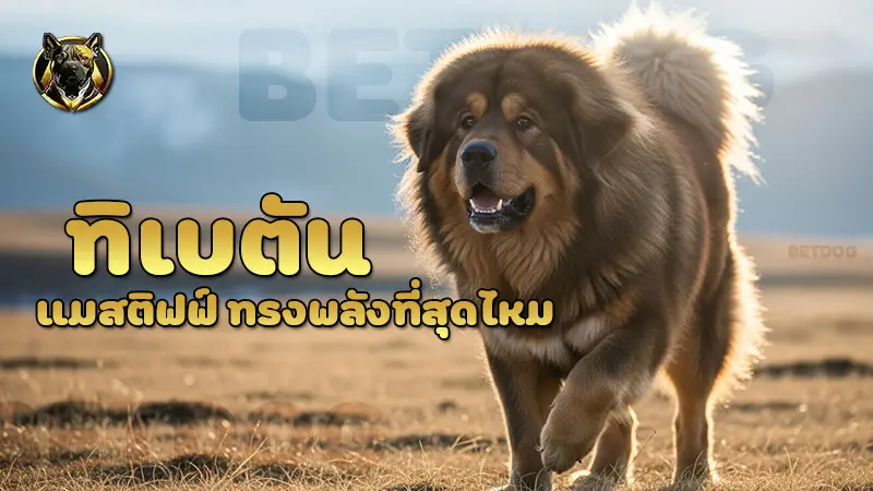 ทิเบตันแมสติฟฟ์ ทรงพลังที่สุดไหม