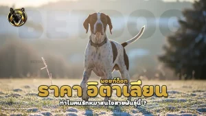 ราคา อิตาเลียน พอยท์ด็อก