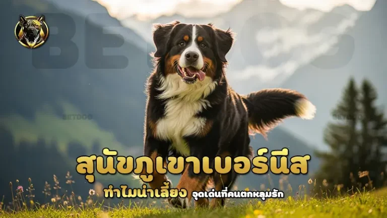 สุนัขภูเขาเบอร์นีส ทำไมน่าเลี้ยง