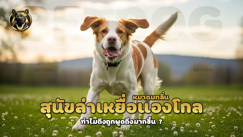 สุนัขล่าเหยื่อแองโกล หมาดมกลิ่น