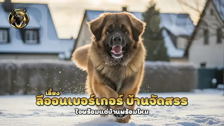 เลี้ยง ลีออนเบอร์เกอร์ บ้านจัดสรร