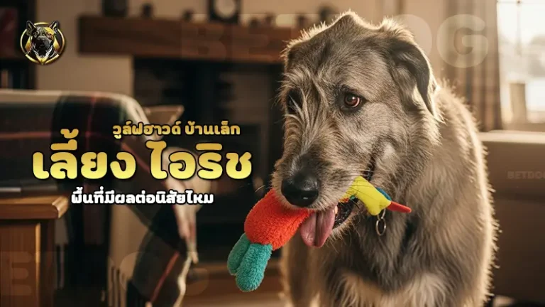 เลี้ยง ไอริชวูล์ฟฮาวด์ บ้านเล็ก