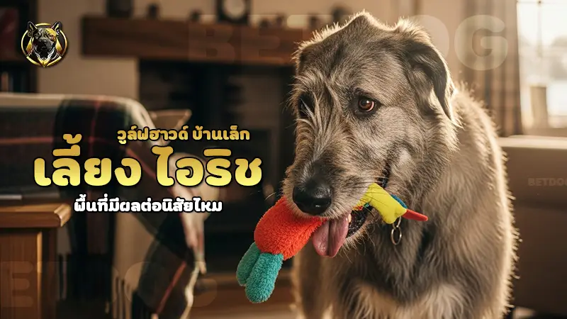 เลี้ยง ไอริชวูล์ฟฮาวด์ บ้านเล็ก