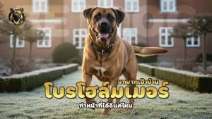 โบรโฮล์มเมอร์ บทบาทเฝ้าบ้าน