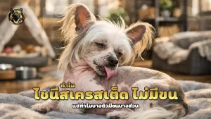 ทำไม ไชนีสเครสเต็ด ไม่มีขน