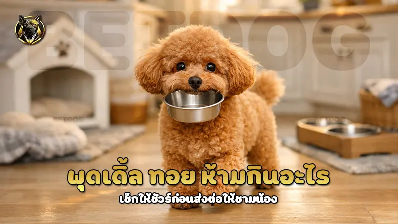 พุดเดิ้ล ทอย ห้ามกินอะไร