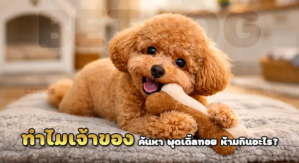 พุดเดิ้ล ทอย ห้ามกินอะไร