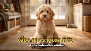 เลี้ยง ลาบราดูเดิล กี่ตัว