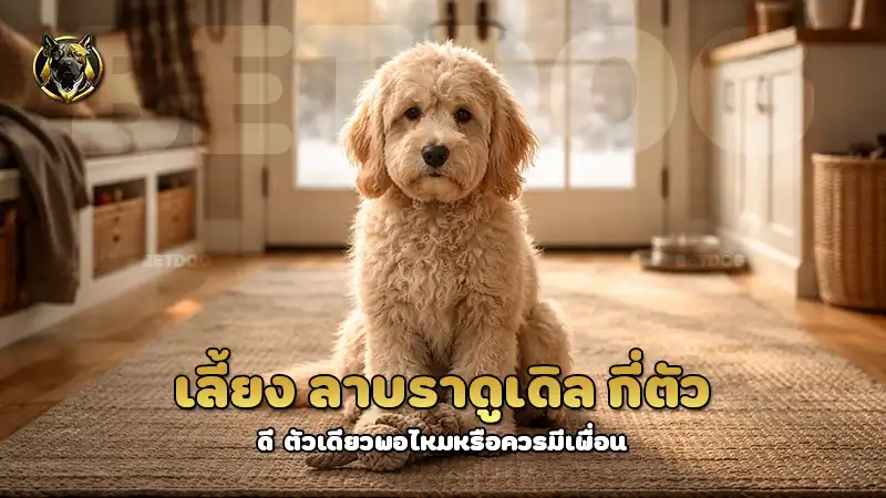 เลี้ยง ลาบราดูเดิล กี่ตัว