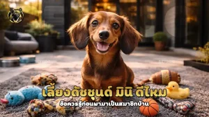 เลี้ยงดัชชุนด์ มินิ ดีไหม
