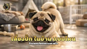 เลี้ยงปั๊ก ในบ้าน แบบไหน