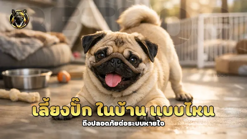 เลี้ยงปั๊ก ในบ้าน แบบไหน