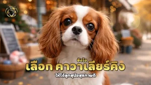 เลือก คาวาเลียร์คิง ยังไง