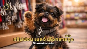 กริฟฟอน เบลจ์ เลือกสายจูงยังไง