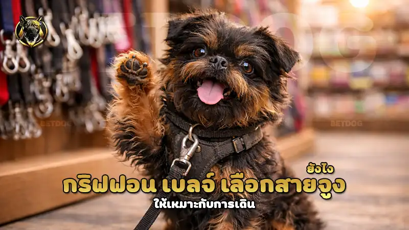 กริฟฟอน เบลจ์ เลือกสายจูงยังไง