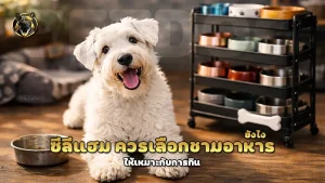 ซีลีแฮม ควรเลือกชามอาหาร ยังไง