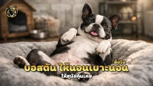 บอสตัน ให้นอนเบาะนอน ยังไง