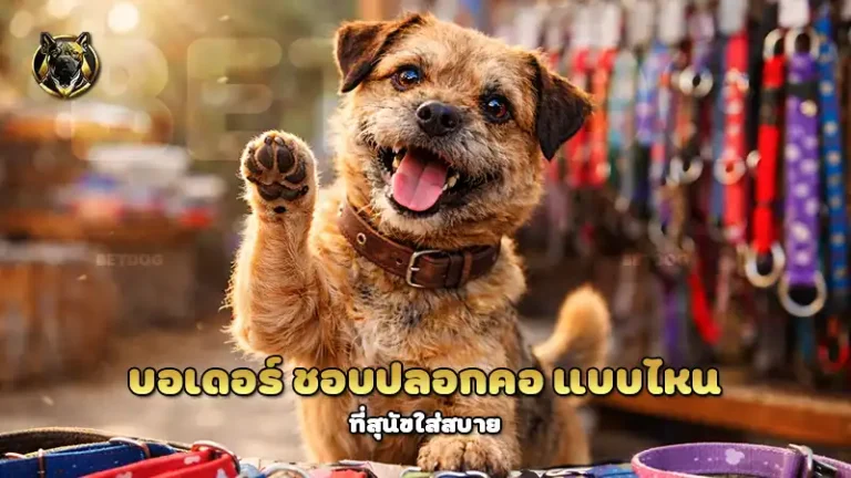 บอเดอร์ ชอบปลอกคอ แบบไหน